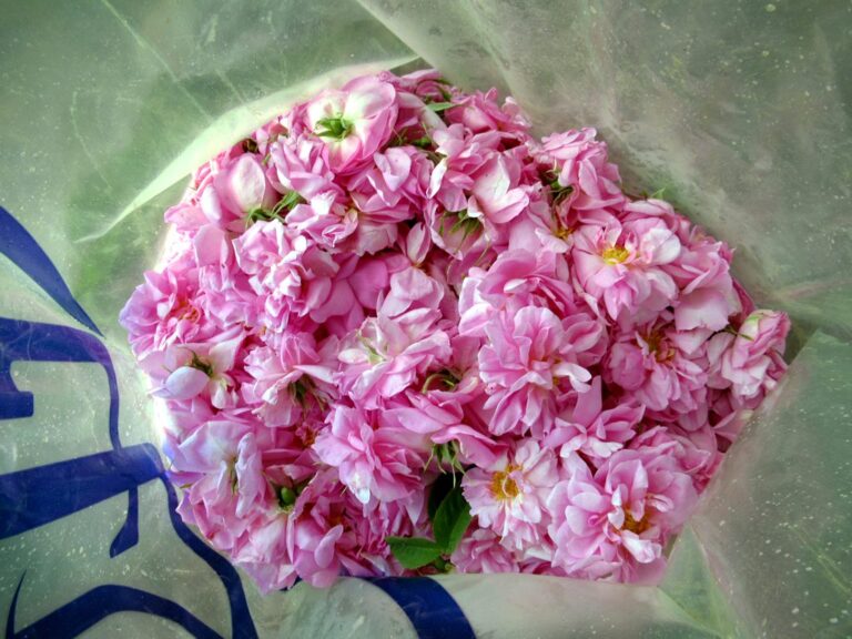 A heap of freshly picked pink Damask rose petals