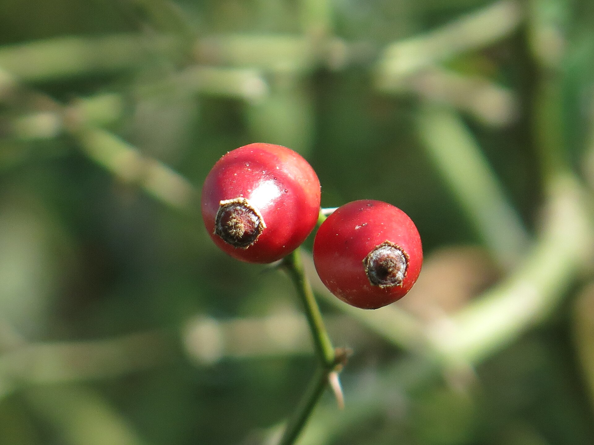 Two ripe red rosehips on a wild rose