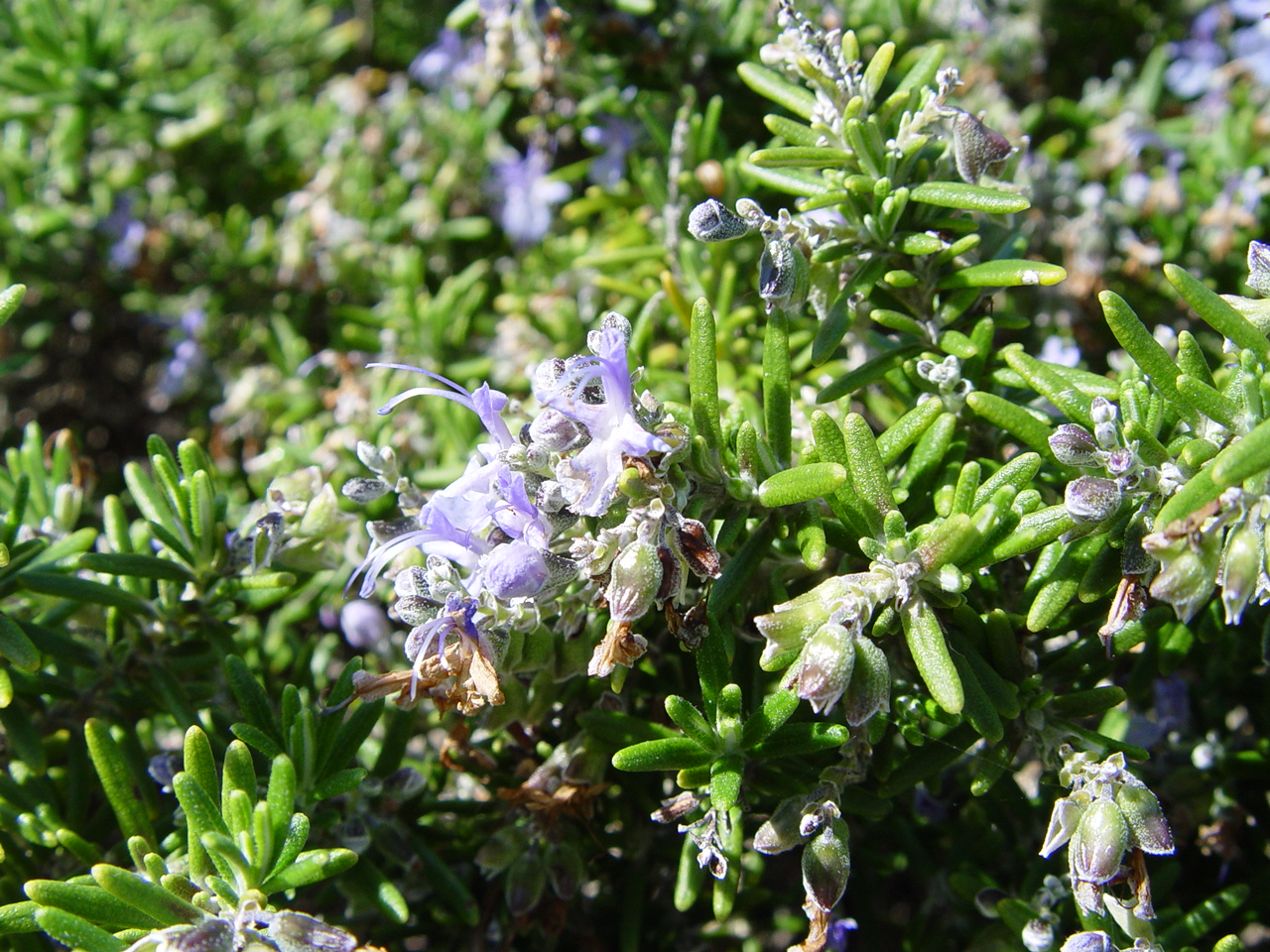Rosemary in flower with small pale blue blossoms