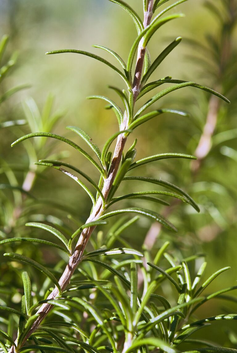 Fresh green rosemary sprigs growing on the plant