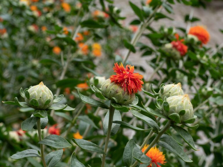 Orange-red safflower flower heads in a field
