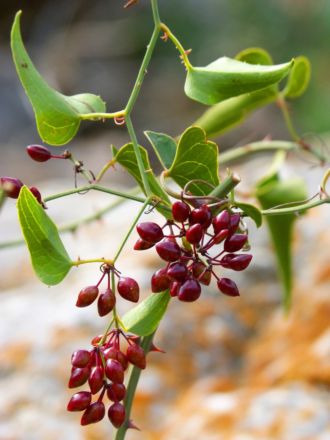 Sarsaparilla vine (Smilax ornata) with clusters of red berries, green leaves and stems