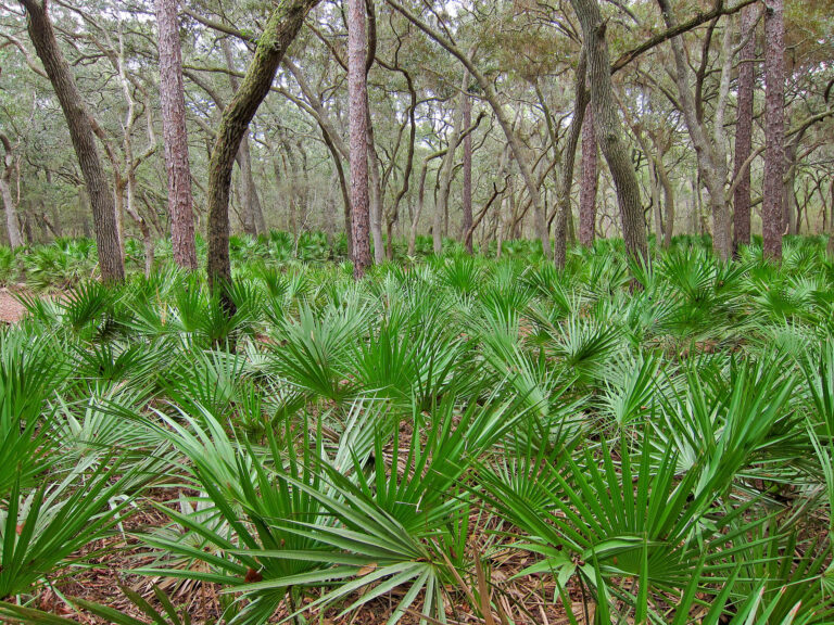 Saw Palmetto: Saw palmetto (Serenoa repens) in Manatee Springs State Park