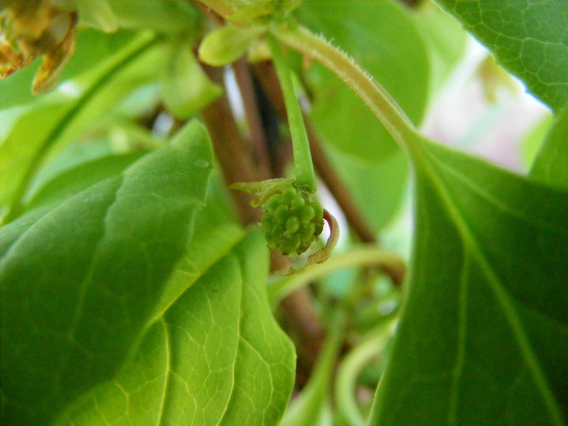 Schisandra: Schisandra chinensis ovary