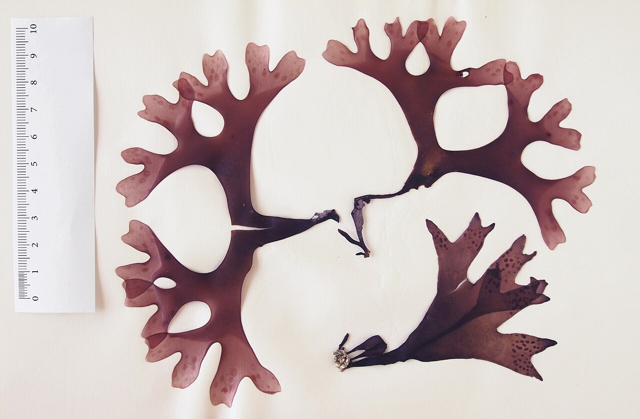 Irish moss (Chondrus crispus), a branching red seaweed