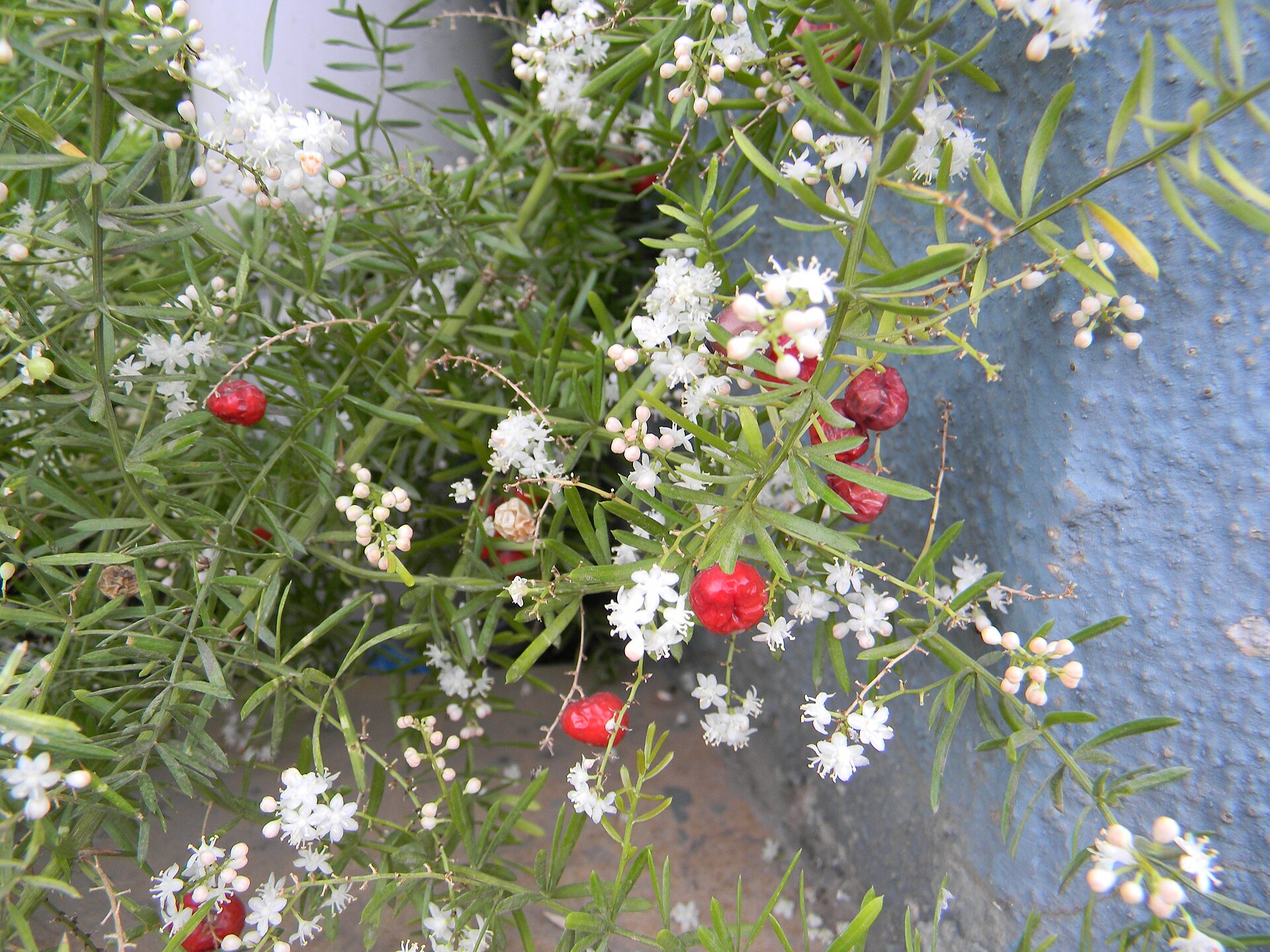 Shatavari (Asparagus racemosus) plant with white flowers and red berries