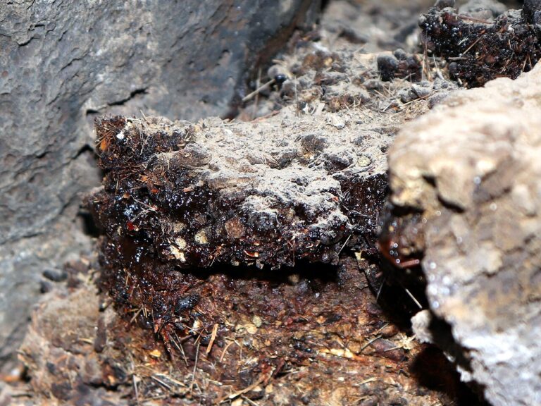Dark, glossy shilajit (mumio) resin seeping from a cracked rock face