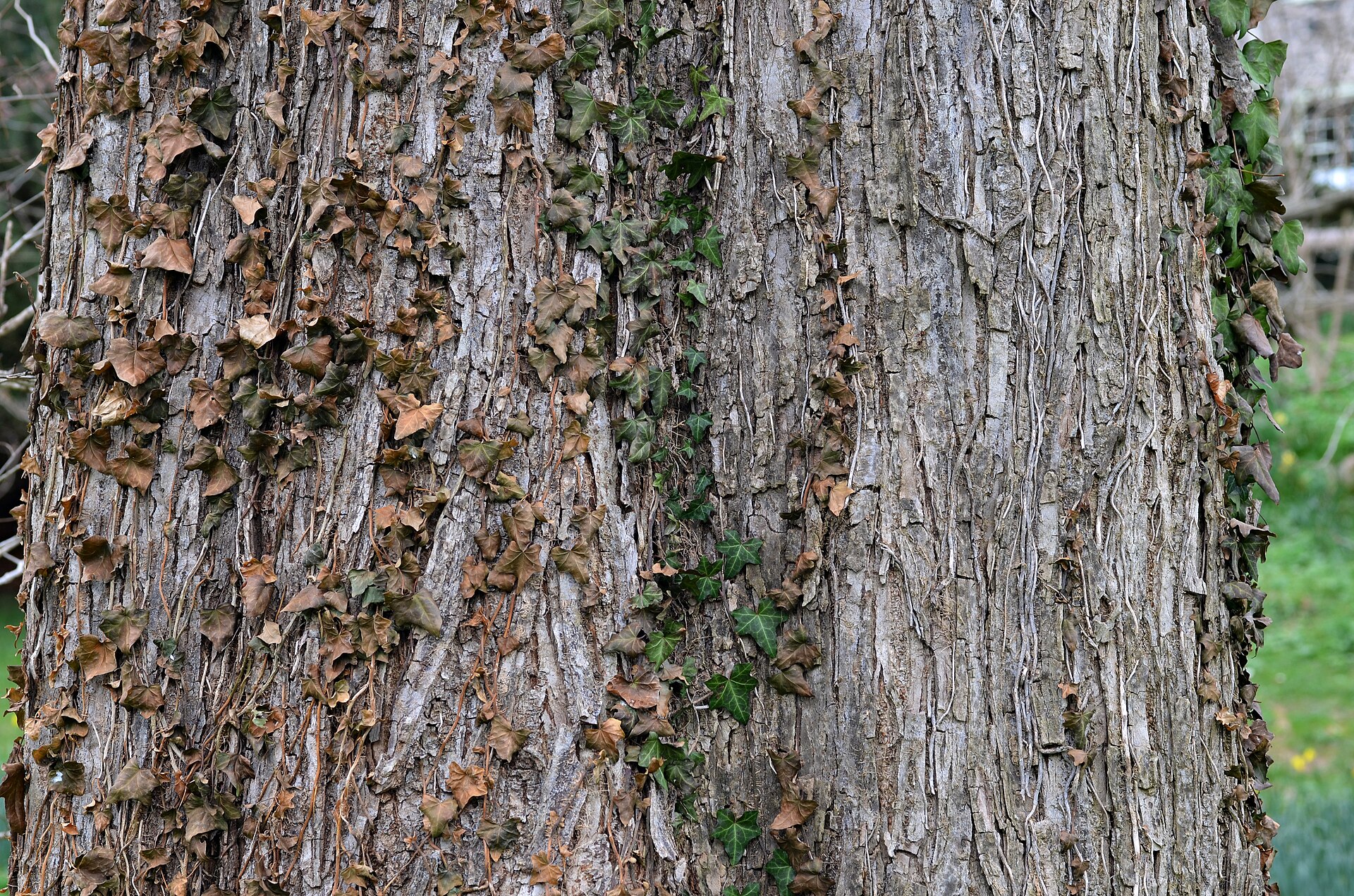 Slippery Elm: Slippery Elm Ulmus rubra Bark Horizontal