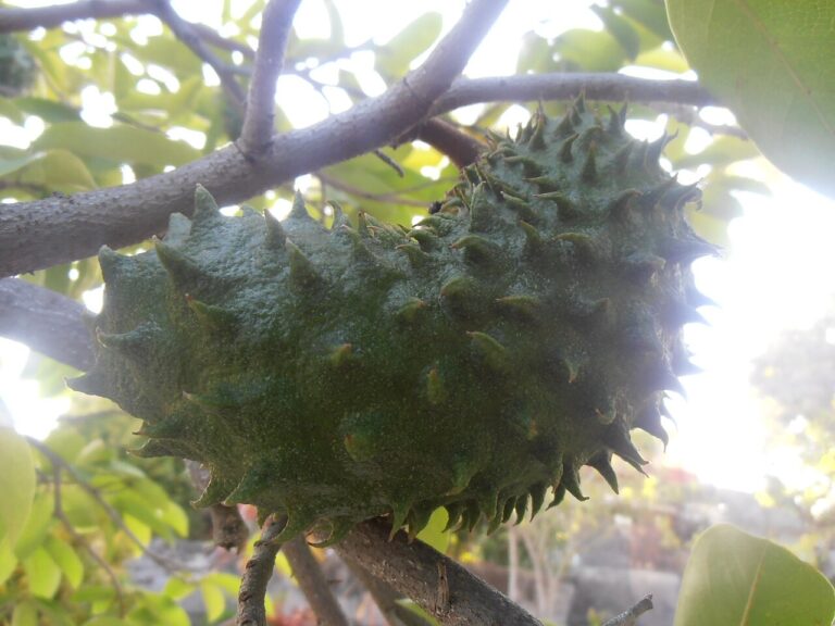 Green spiky soursop fruit (Annona muricata) growing on the tree