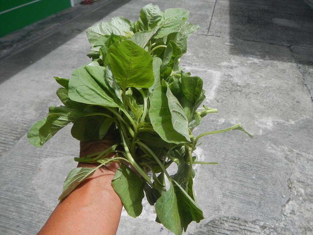 Fresh spinach leaves