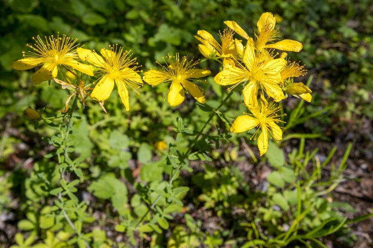 Yellow St. John's wort flowers in bloom
