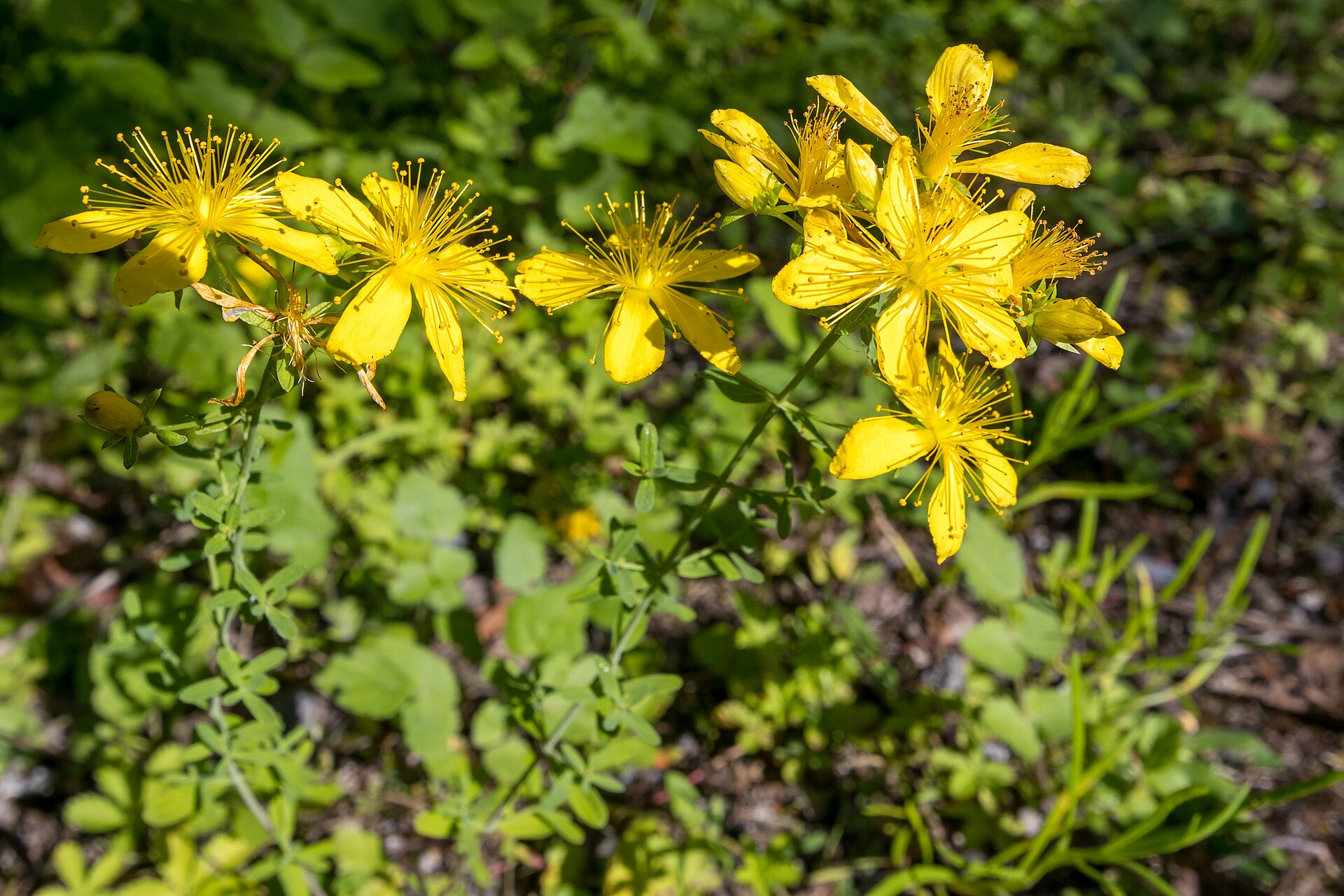Yellow St. John's wort flowers in bloom