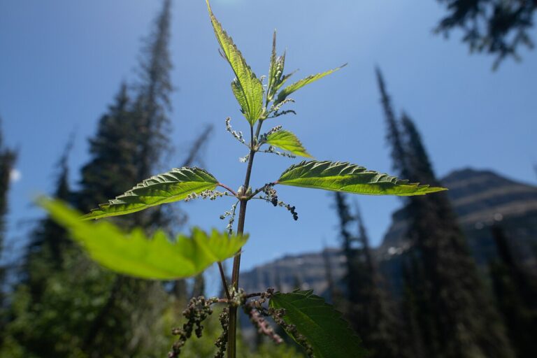Stinging nettle leaves