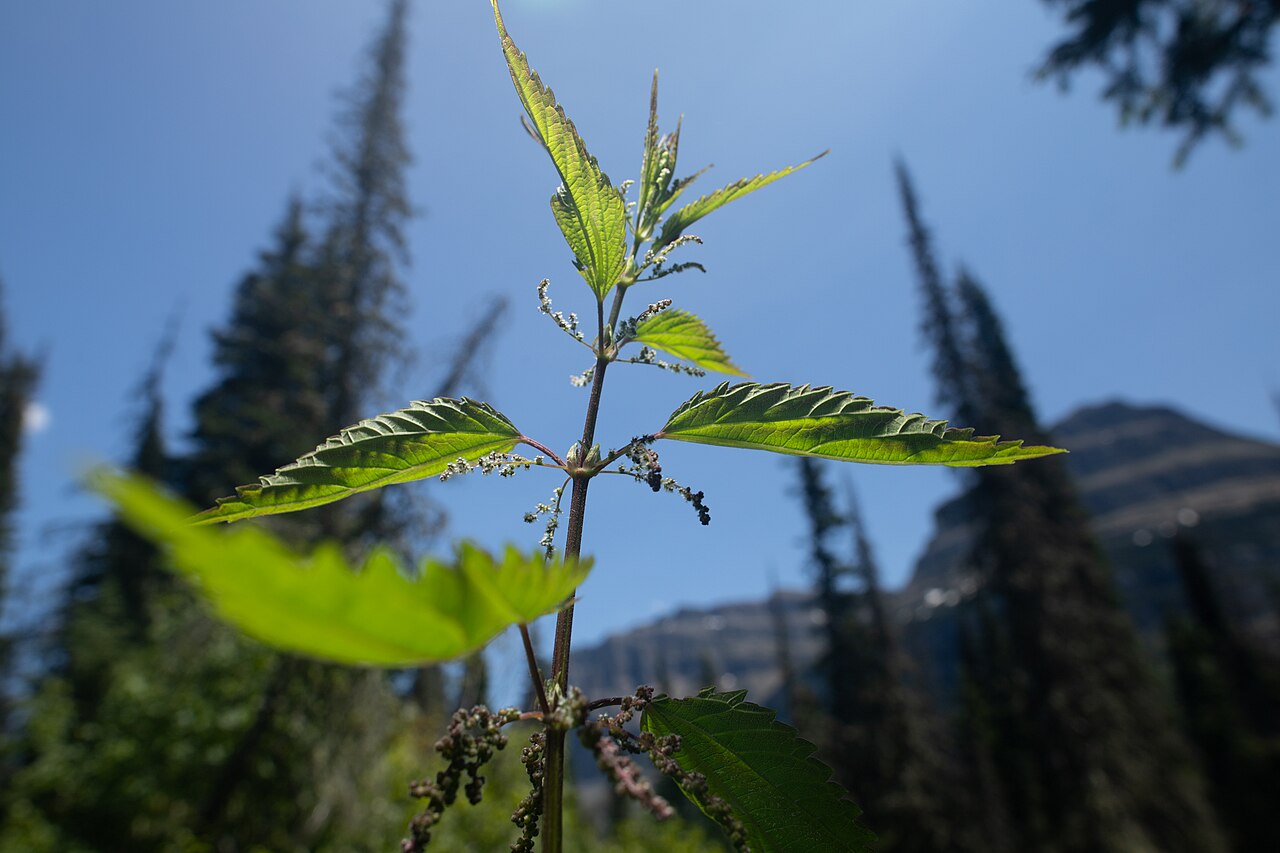 Stinging nettle leaves