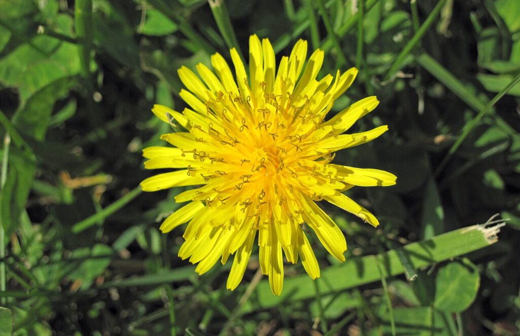 Dandelion roots