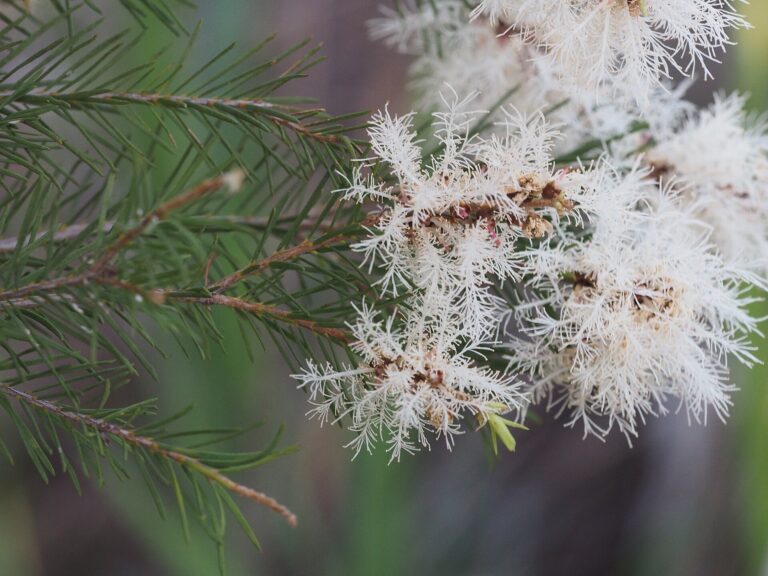 White fluffy tea tree (Melaleuca alternifolia) flowers and needle leaves