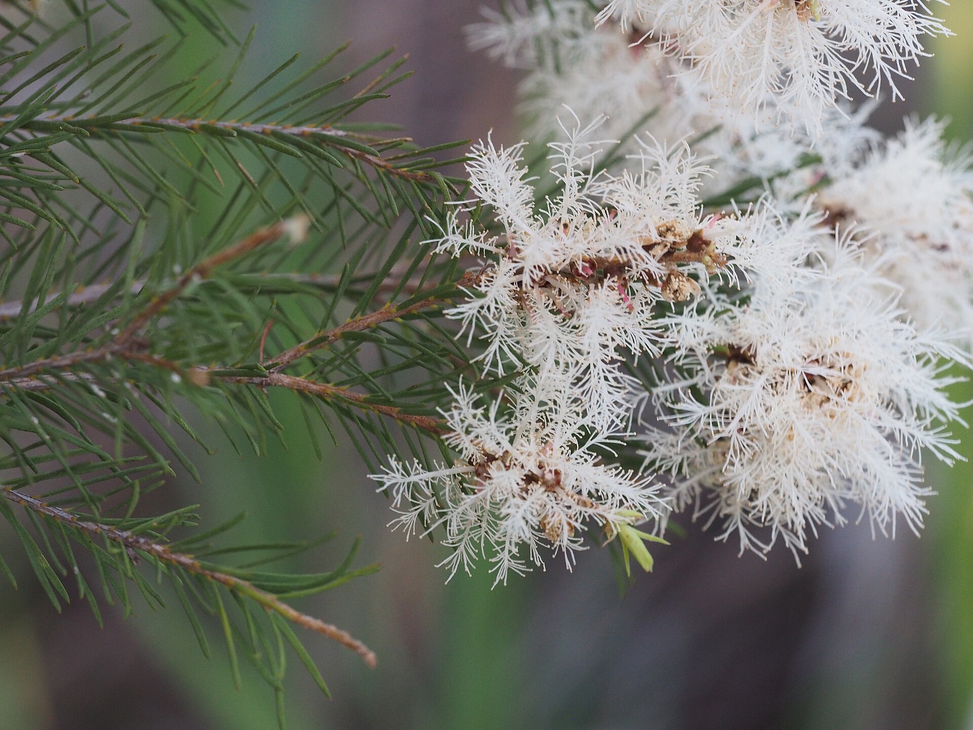 White fluffy tea tree (Melaleuca alternifolia) flowers and needle leaves
