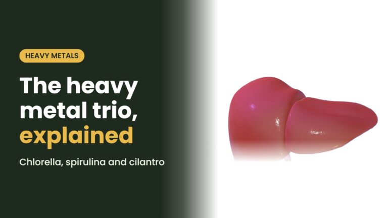 Liver illustration with the headline: The heavy metal trio, explained Chlorella, spirulina and cilantro