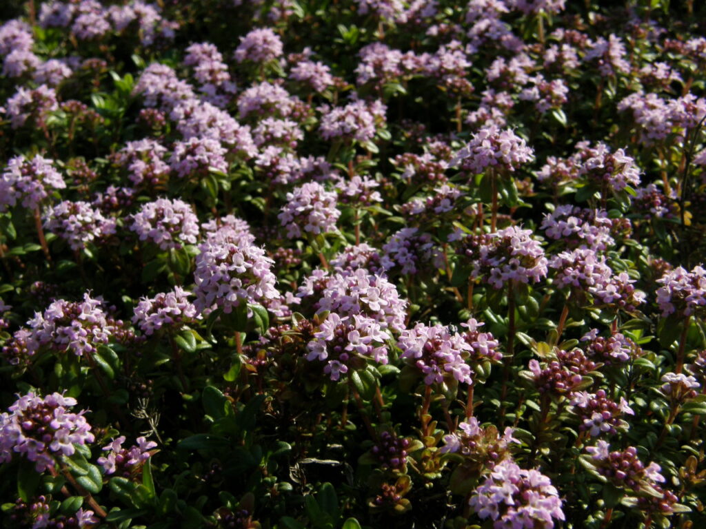 Fresh thyme sprigs