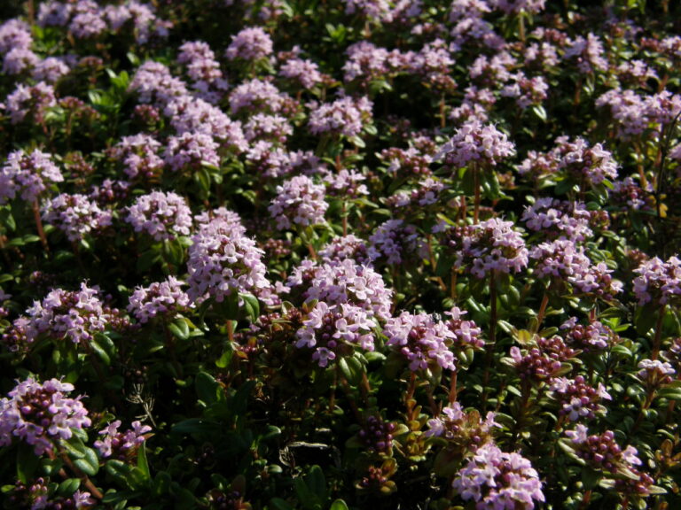 Fresh thyme sprigs