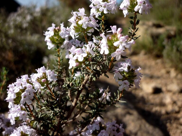 Flowering sprig of common thyme (Thymus vulgaris) with small pale pink-white flowers and tiny grey-green leaves