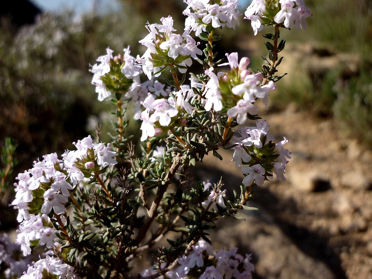 Flowering sprig of common thyme (Thymus vulgaris) with small pale pink-white flowers and tiny grey-green leaves