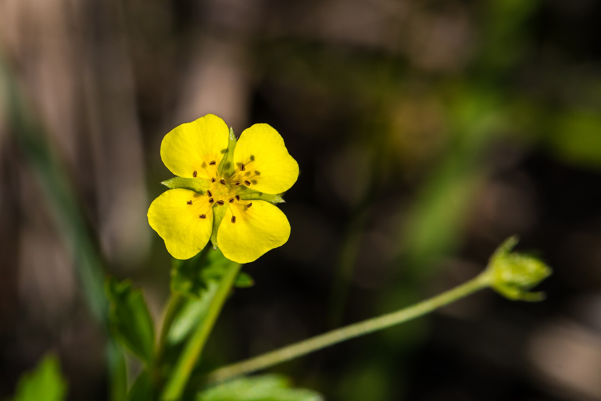 Tormentil (Potentilla erecta) yellow four-petalled flower