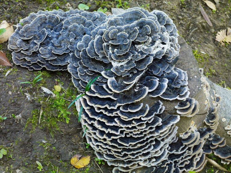 Turkey Tail Mushroom: TrametesversicolorJI1