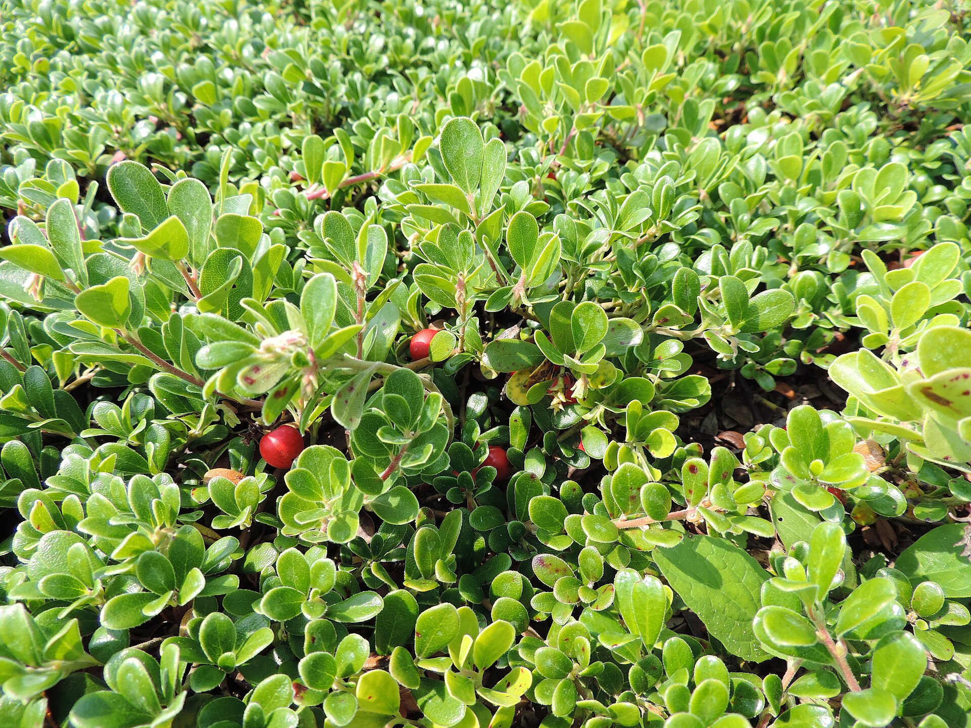 Bearberry (Arctostaphylos uva-ursi) ground cover with leathery leaves and red berries