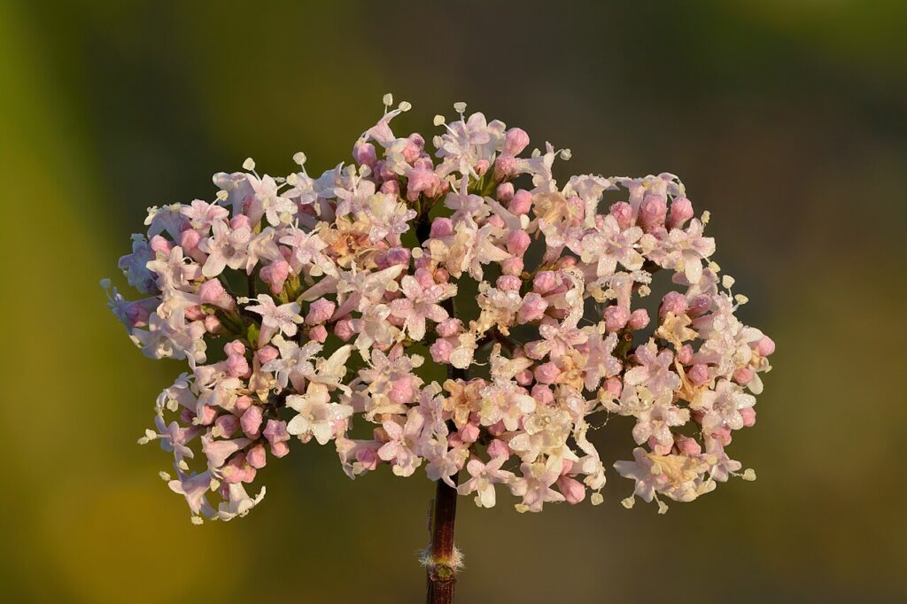 Clusters of pale pink valerian flowers