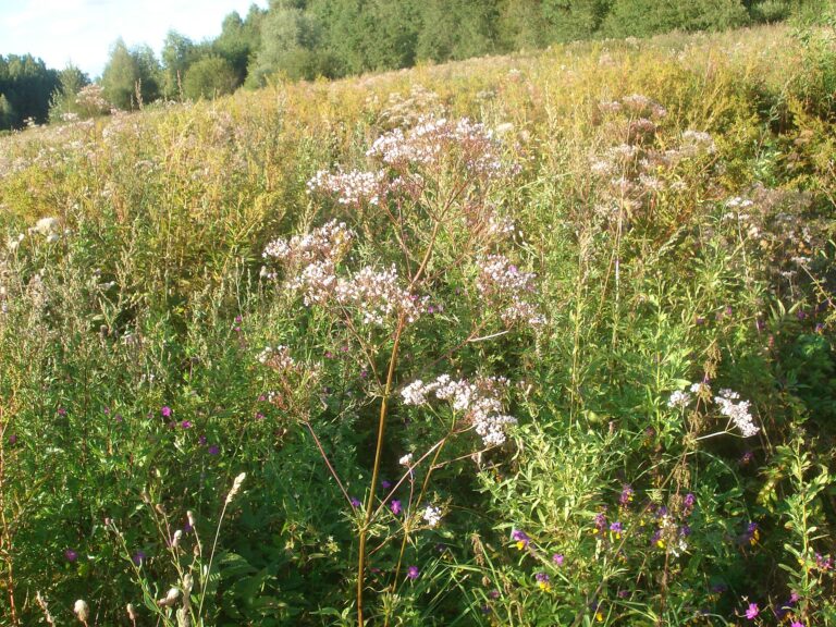 Valerian: Valeriana officinalis
