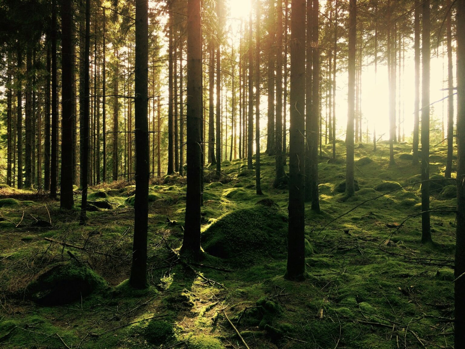 Sunlight through a green pine forest