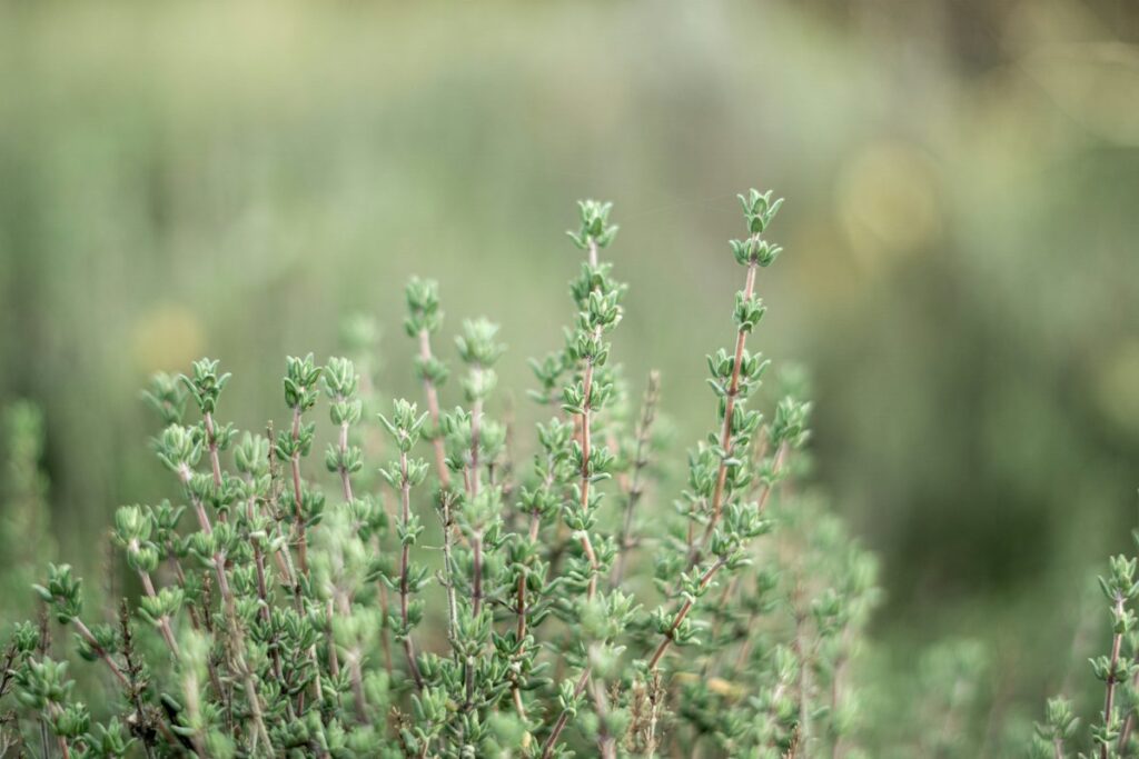 Wild thyme growing in soft morning light