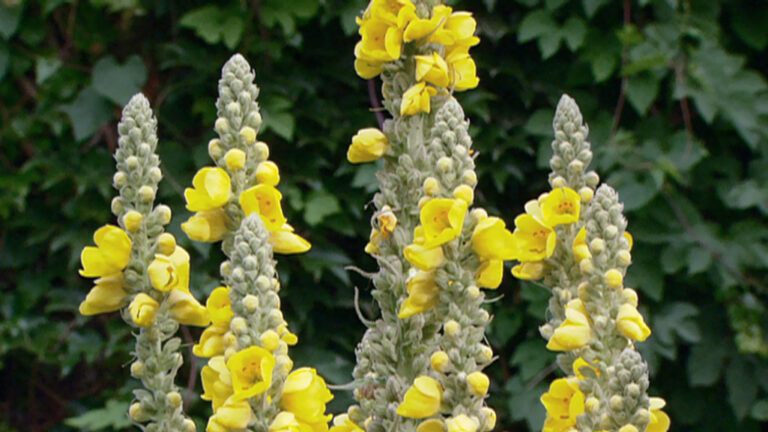 Mullein in flower