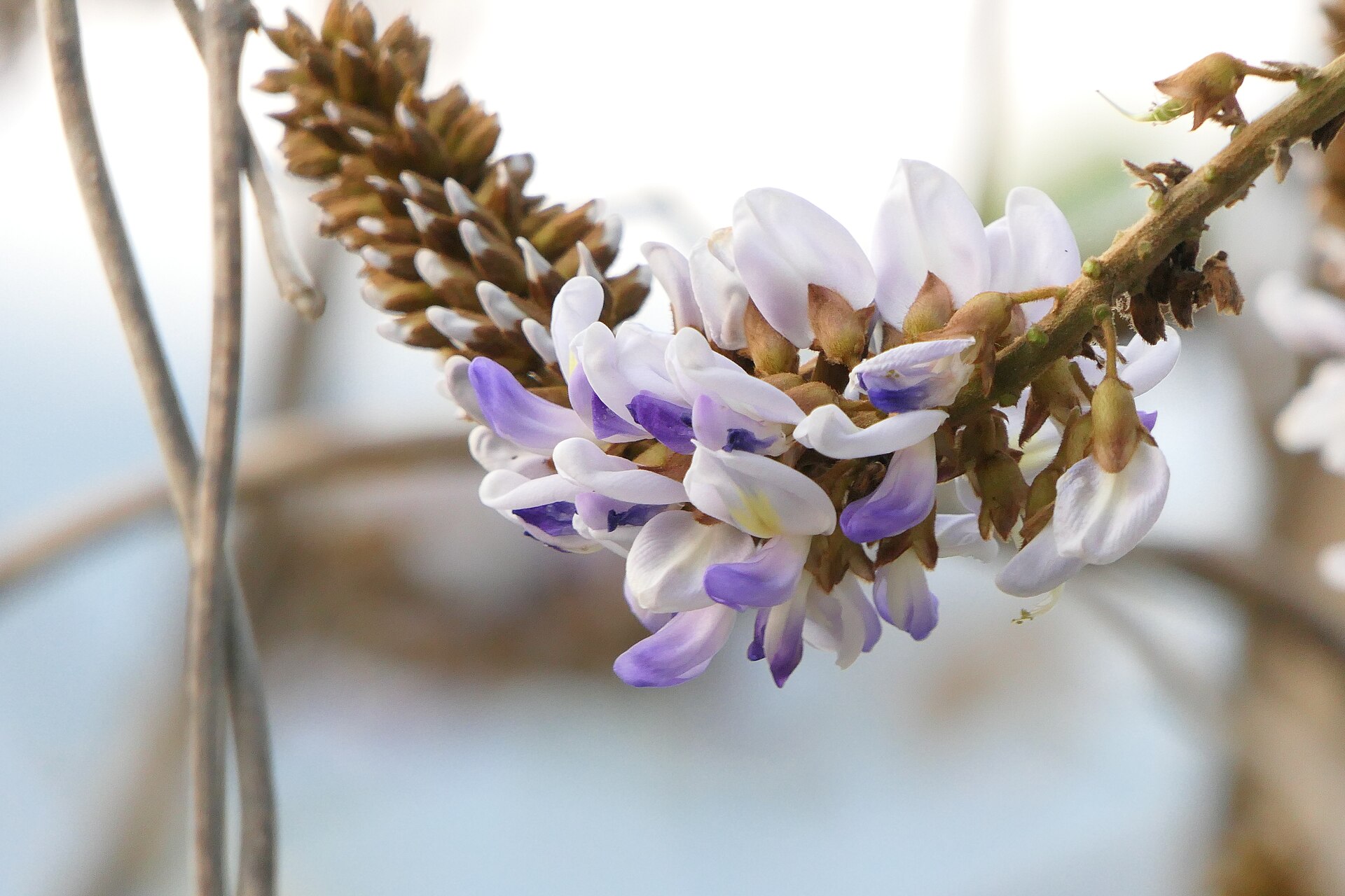 Purple-white flowers of the vidari (Pueraria tuberosa) vine