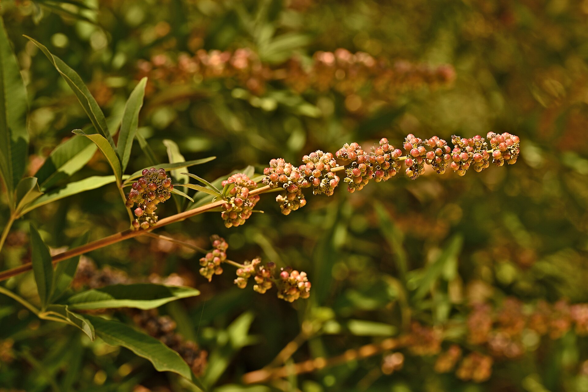 Ripening chaste tree (vitex) berries on the branch