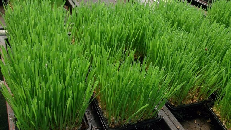 Trays of young wheatgrass growing thick and green