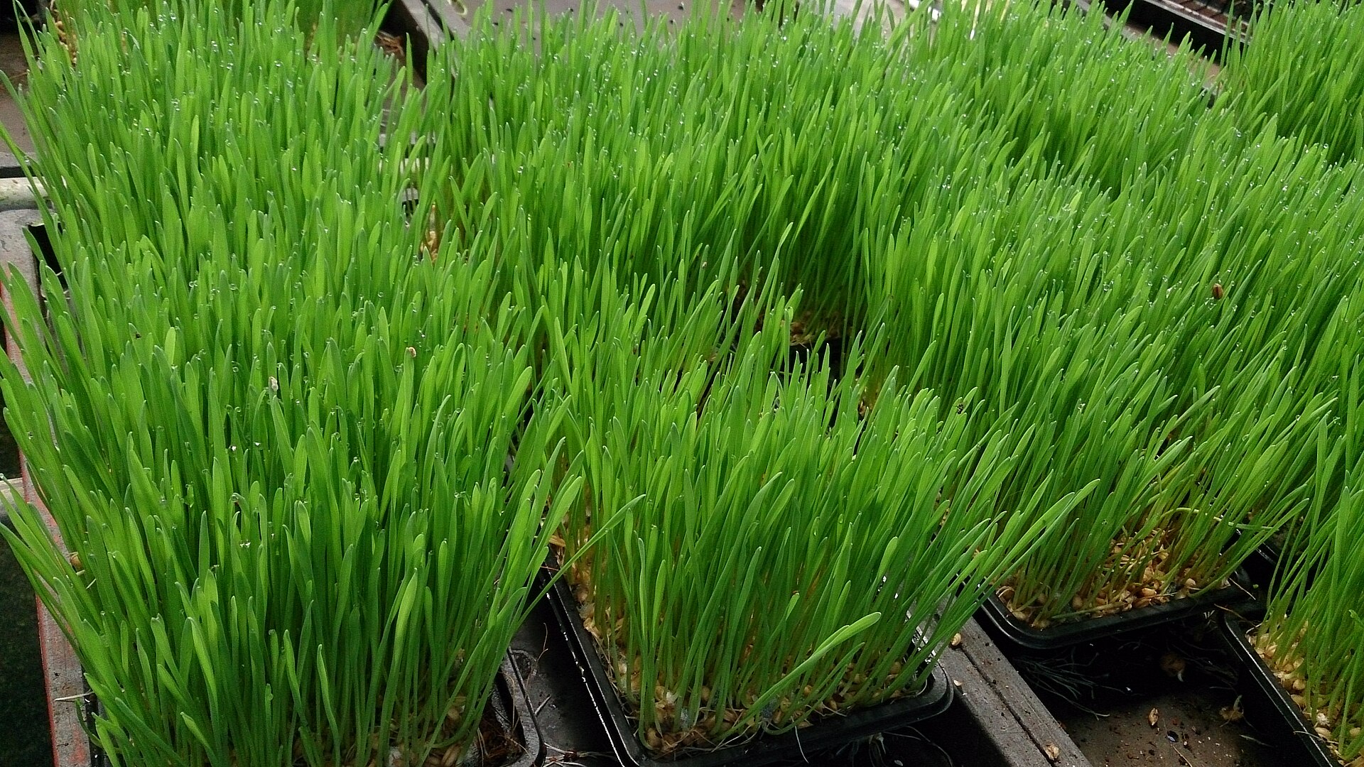 Trays of young wheatgrass growing thick and green