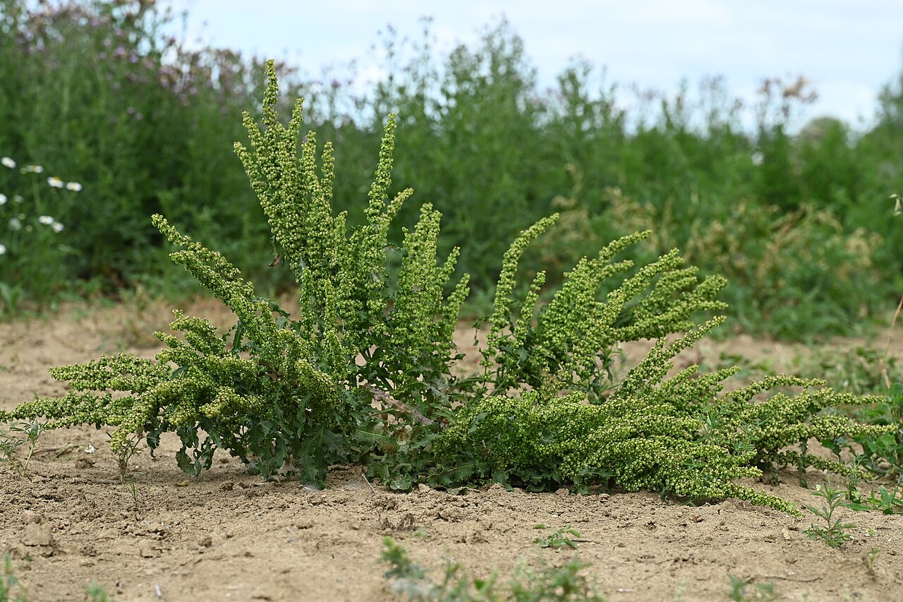 Yellow dock (Rumex crispus) plants with long wavy-edged leaves and tall green seed spikes growing on sandy ground