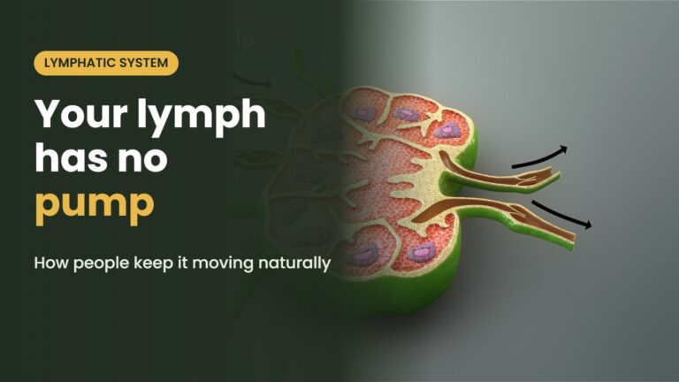 Illustration of the lymph node with the headline: Your lymph has no pump How people keep it moving naturally